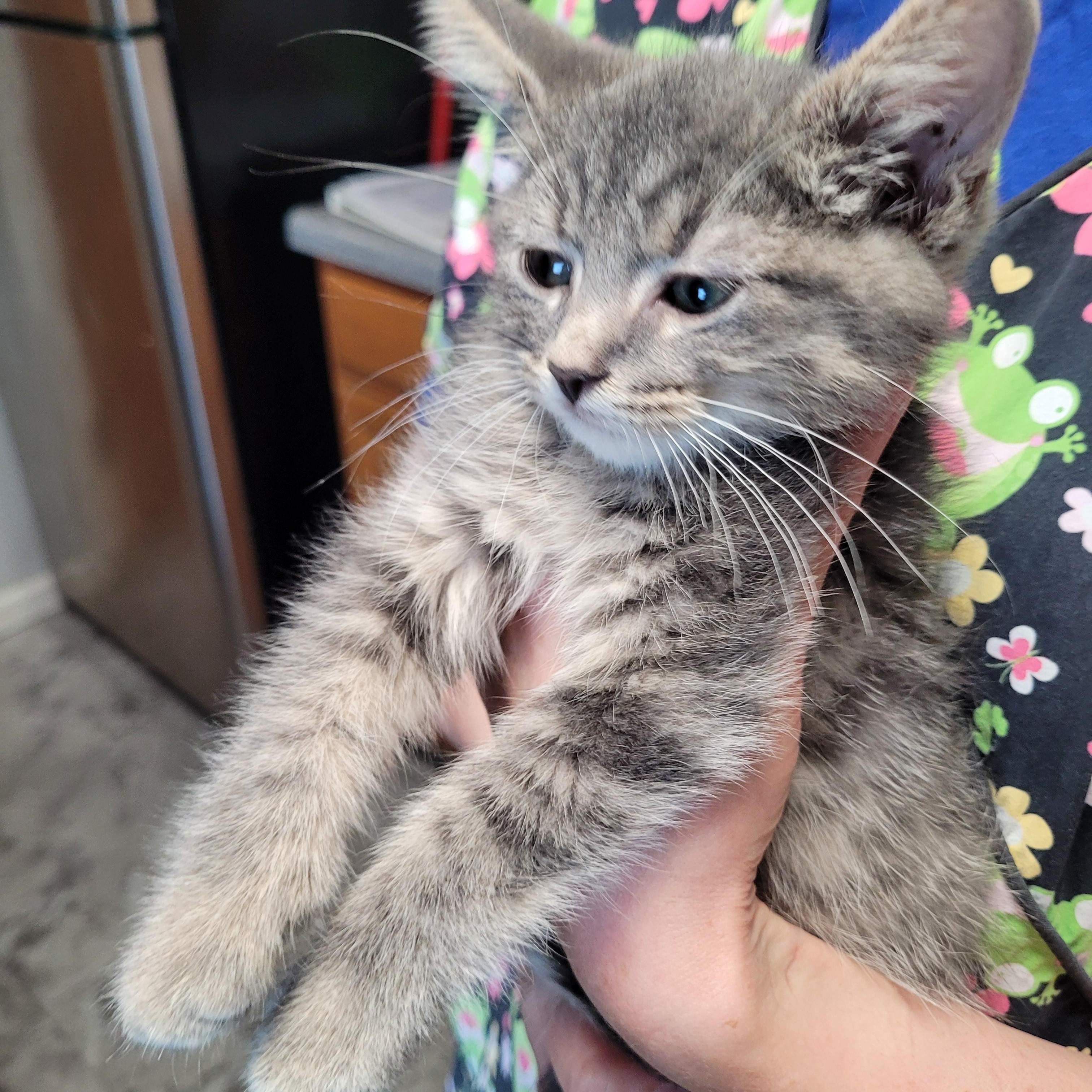 Clyde (bonded to Bonnie)
