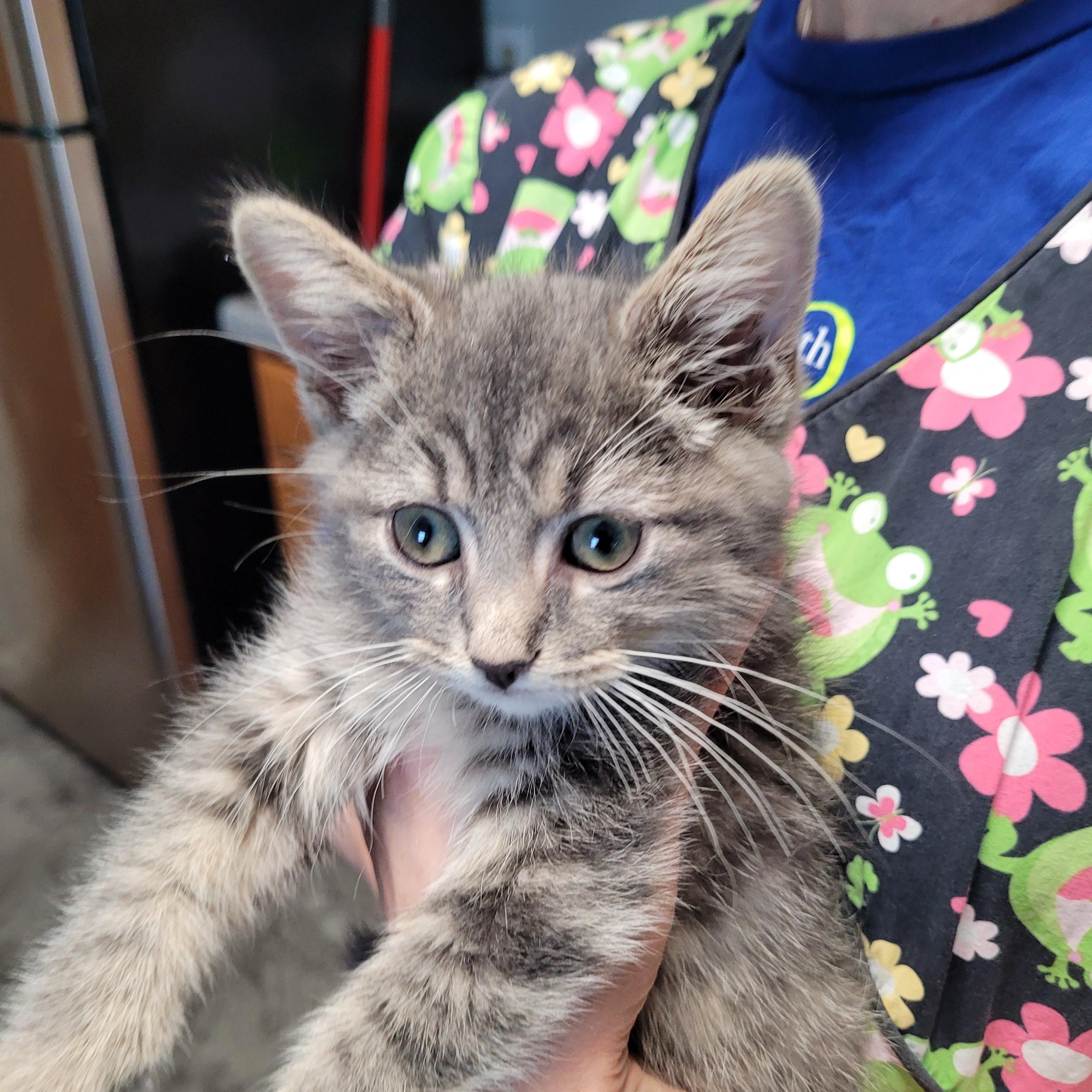 Clyde (bonded to Bonnie)