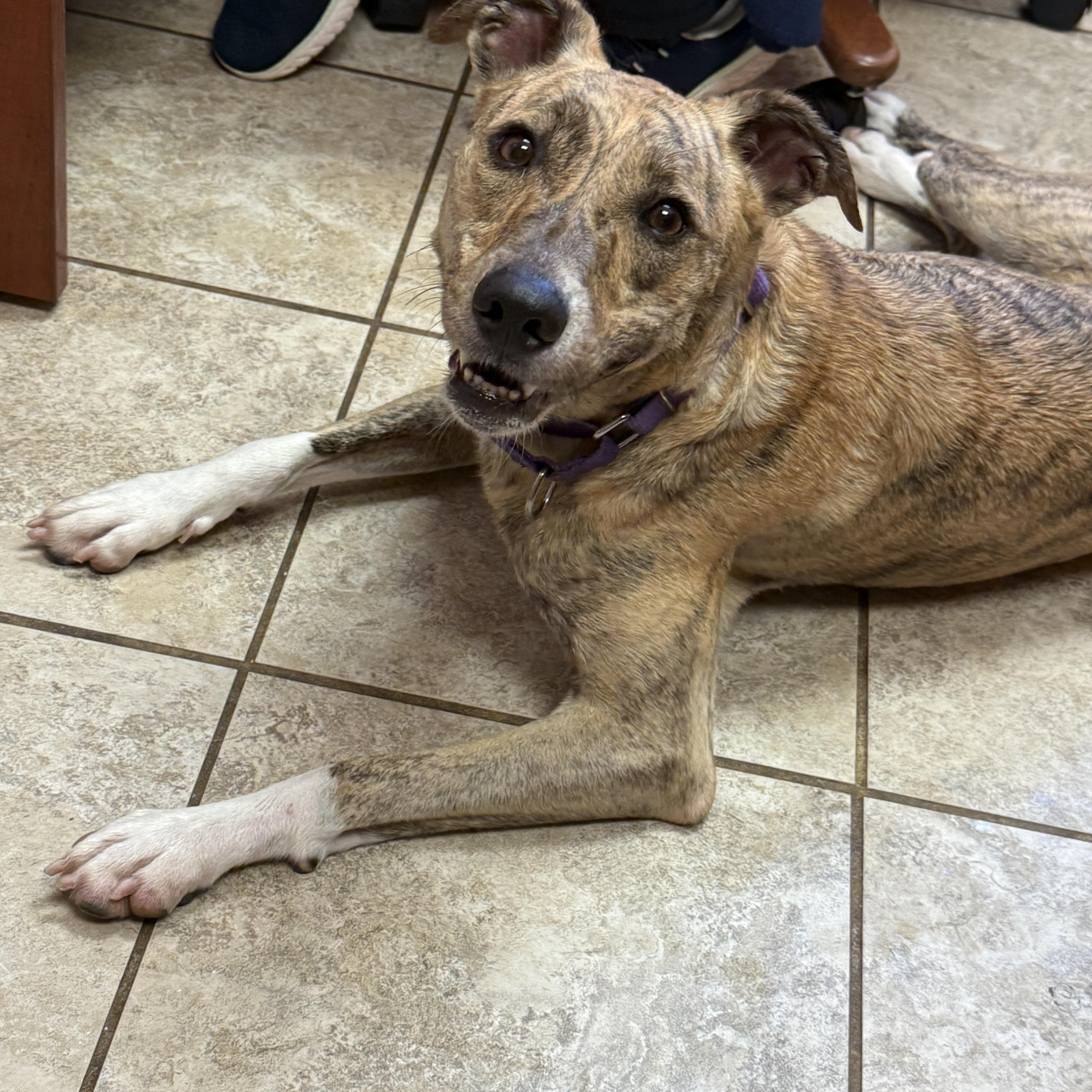 Lola (Cricket), an adoptable Whippet in Springfield, MO, 65803 | Photo Image 3