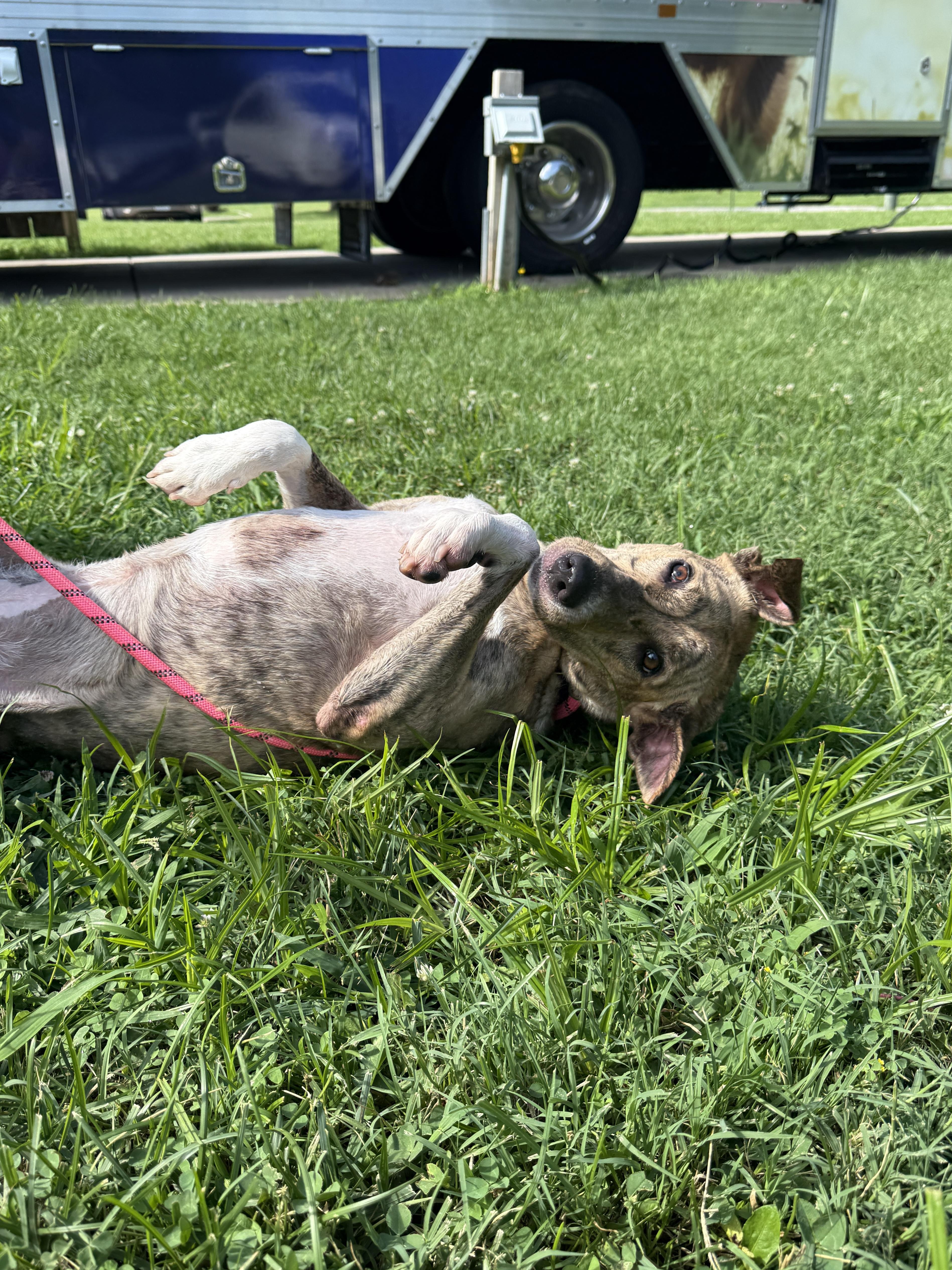 Lola (Cricket), an adoptable Whippet in Springfield, MO, 65803 | Photo Image 4