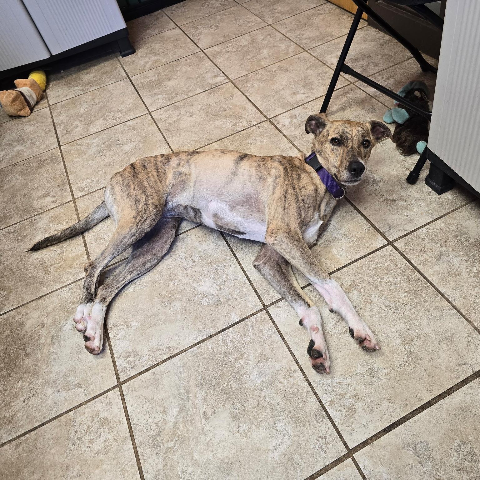 Lola (Cricket), an adoptable Whippet in Springfield, MO, 65803 | Photo Image 5