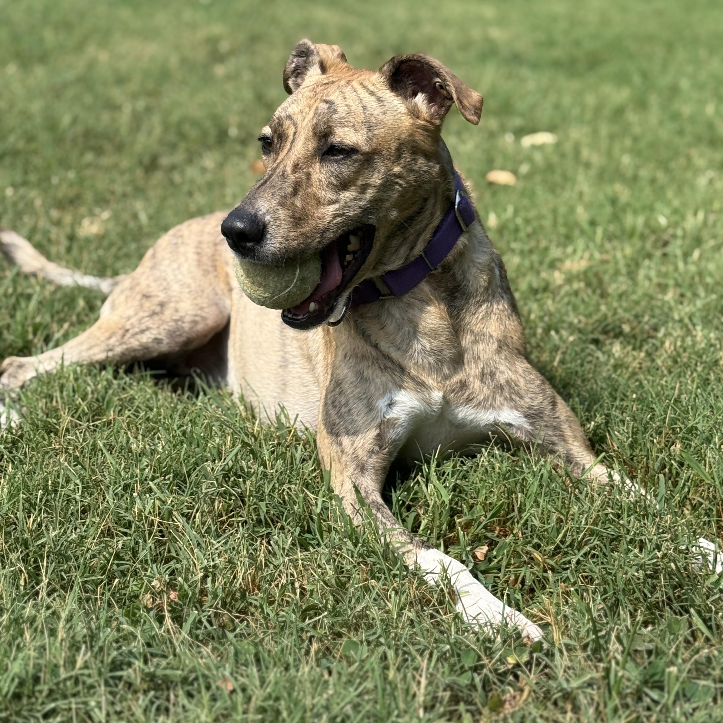 Lola (Cricket), Adoptable, Adult Female Whippet.