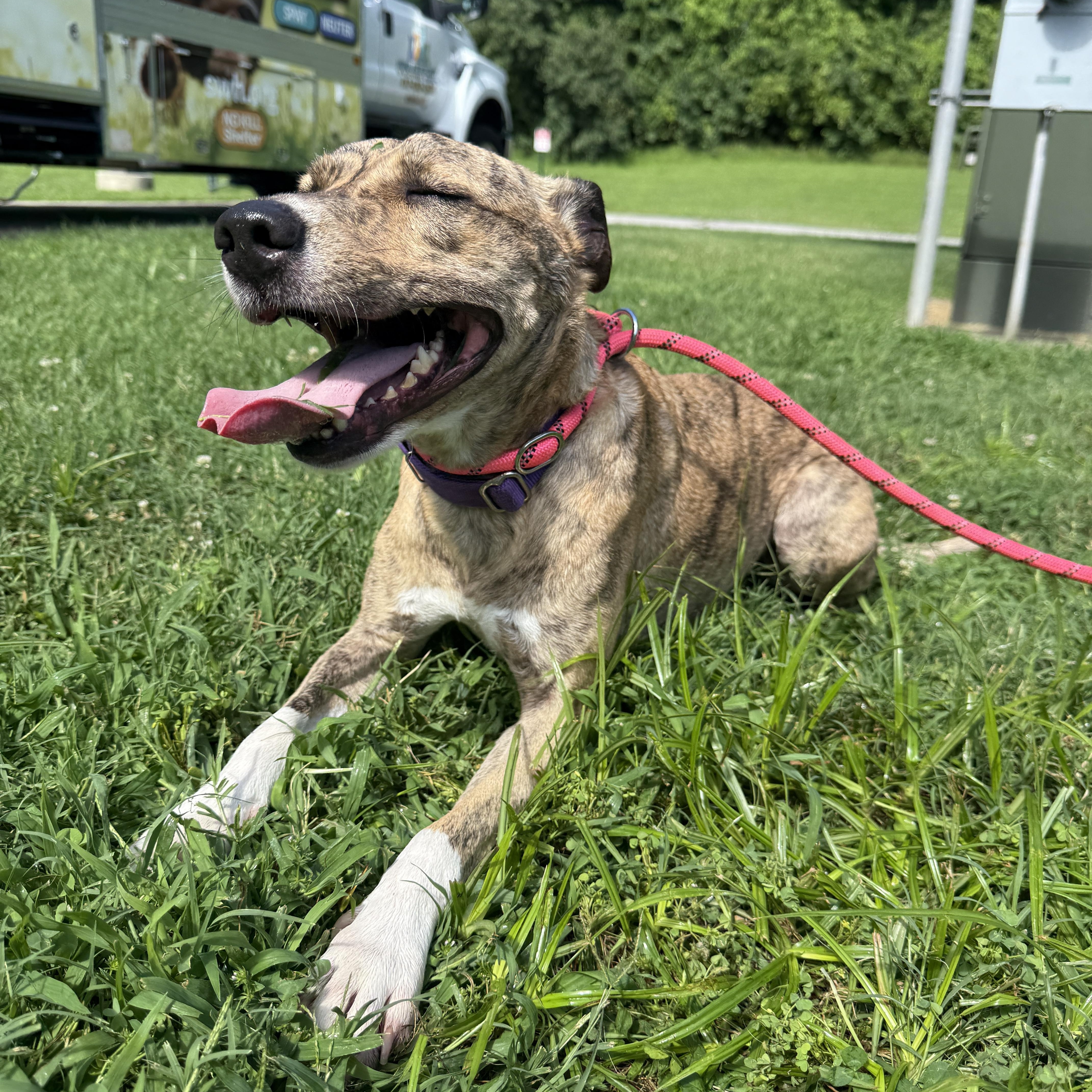 Lola (Cricket), an adoptable Whippet in Springfield, MO, 65803 | Photo Image 2