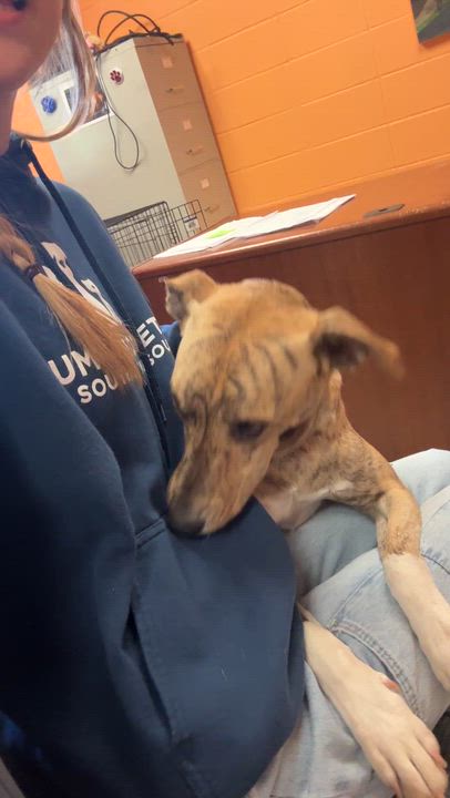 Enlarge Lola (Cricket), a Adoptable mixed breed in Springfield, MO video 2/6