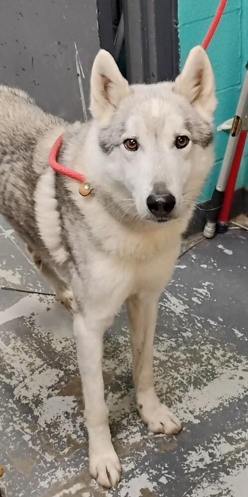 Enlarge Raja #333, a Adoptable Husky in New Lexington, OH image 1/1