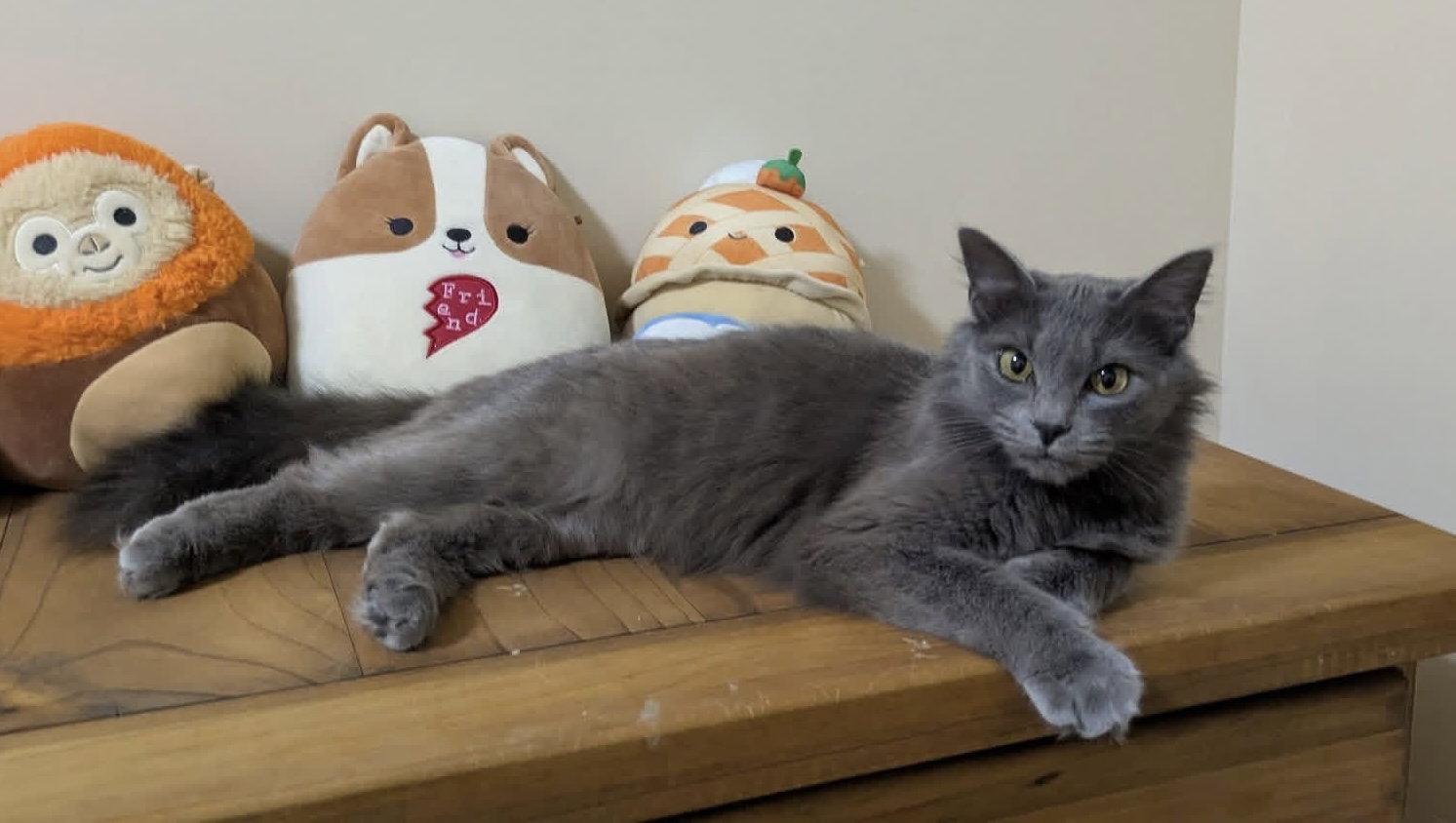 Eevee, Adopted, Adult Female Domestic Medium Hair.