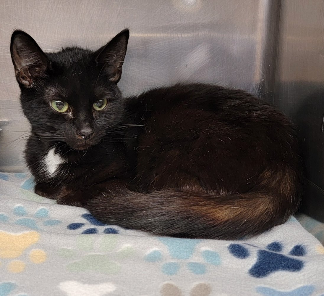 Fireball (Spayed ) (Photos 3/19/2024) (In Foster Care), a Adoptable Domestic Short Hair in Marietta, OH image 1/6