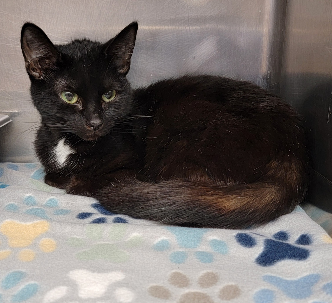 Fireball (Spayed ) (Photos 3/19/2024) (In Foster Care), a Adoptable Domestic Short Hair in Marietta, OH image 6/6