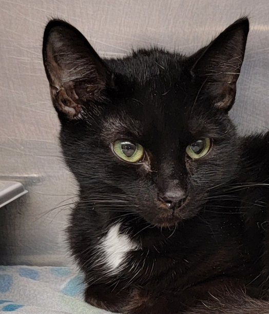 Fireball (Spayed ) (Photos 3/19/2024) (In Foster Care), a Adoptable Domestic Short Hair in Marietta, OH image 5/6