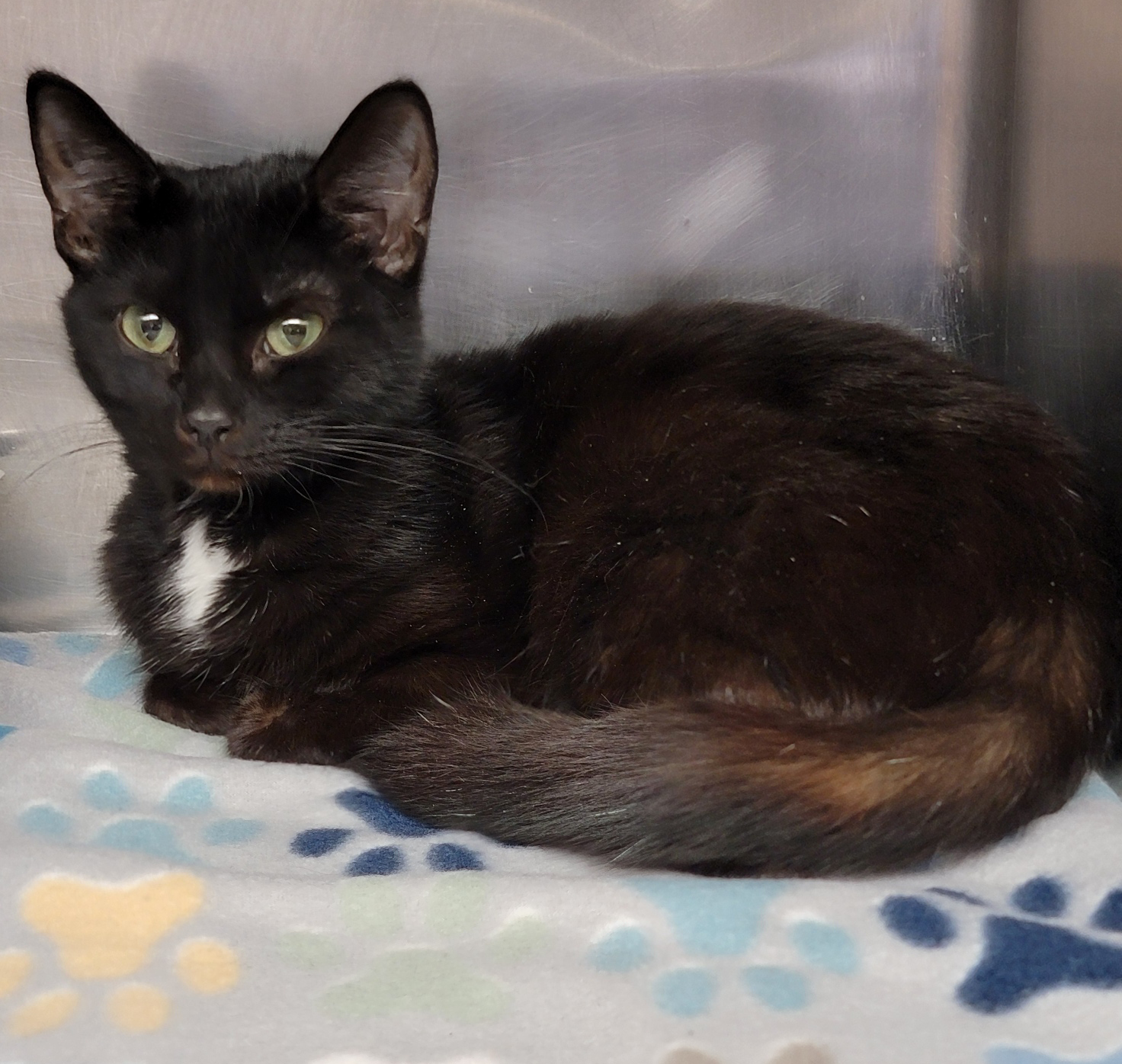 Fireball (Spayed ) (Photos 3/19/2024) (In Foster Care), a Adoptable Domestic Short Hair in Marietta, OH image 2/6