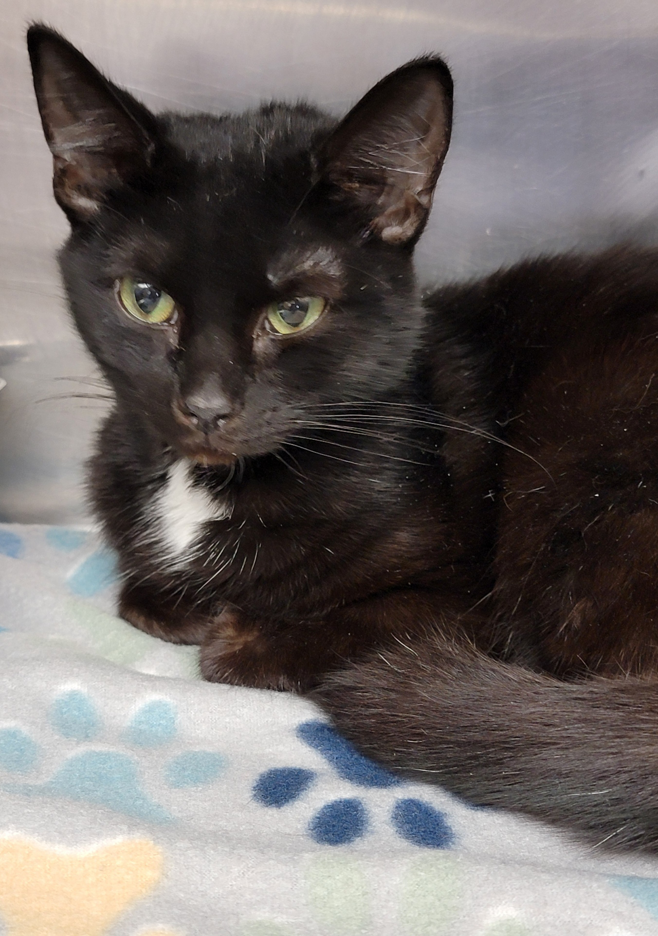 Fireball (Spayed ) (Photos 3/19/2024) (In Foster Care), a Adoptable Domestic Short Hair in Marietta, OH image 4/6