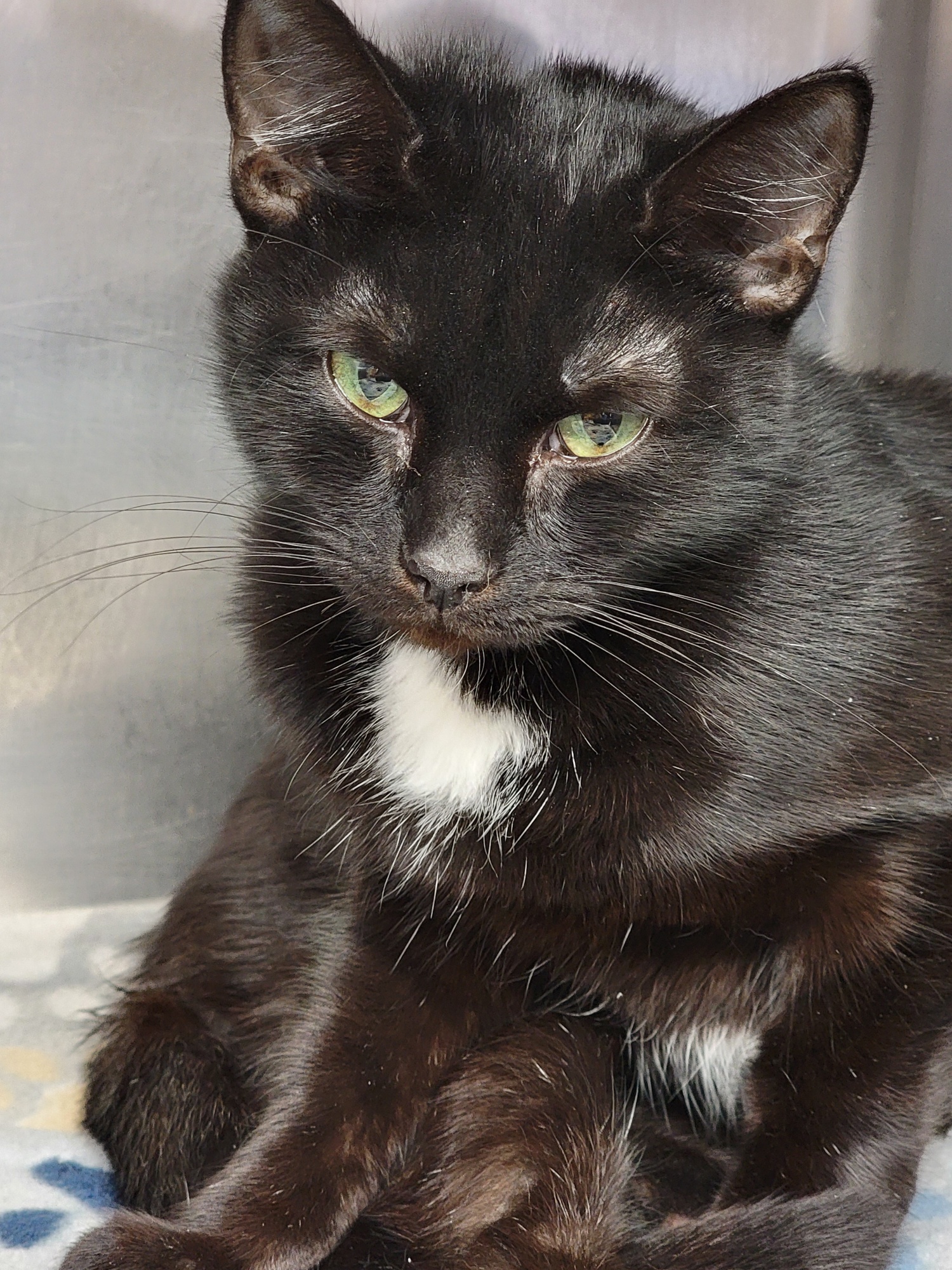 Fireball (Spayed ) (Photos 3/19/2024) (In Foster Care), a Adoptable Domestic Short Hair in Marietta, OH image 3/6