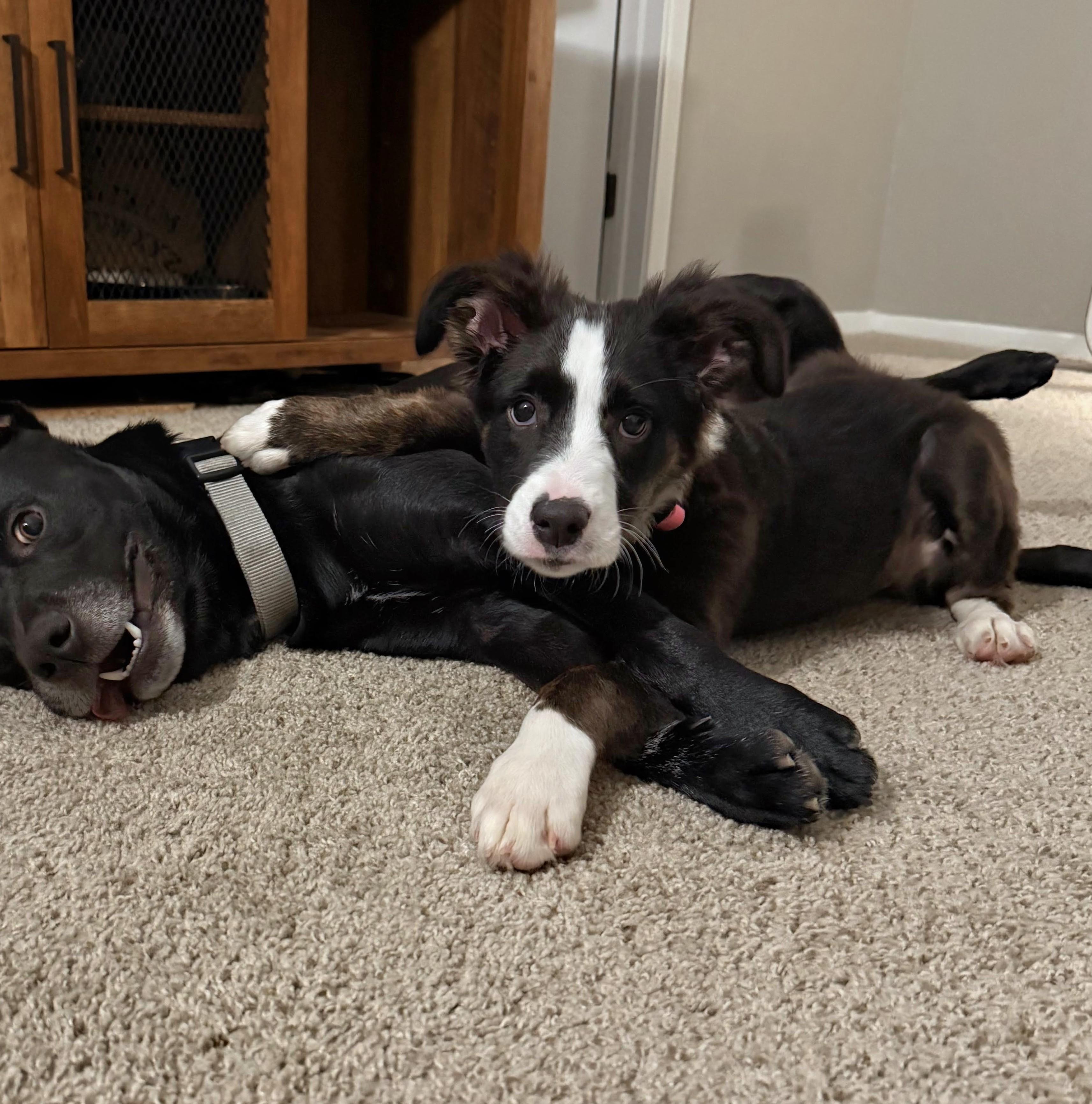 Enlarge Val, a Adoptable mixed breed in Baton Rouge, LA image 3/3