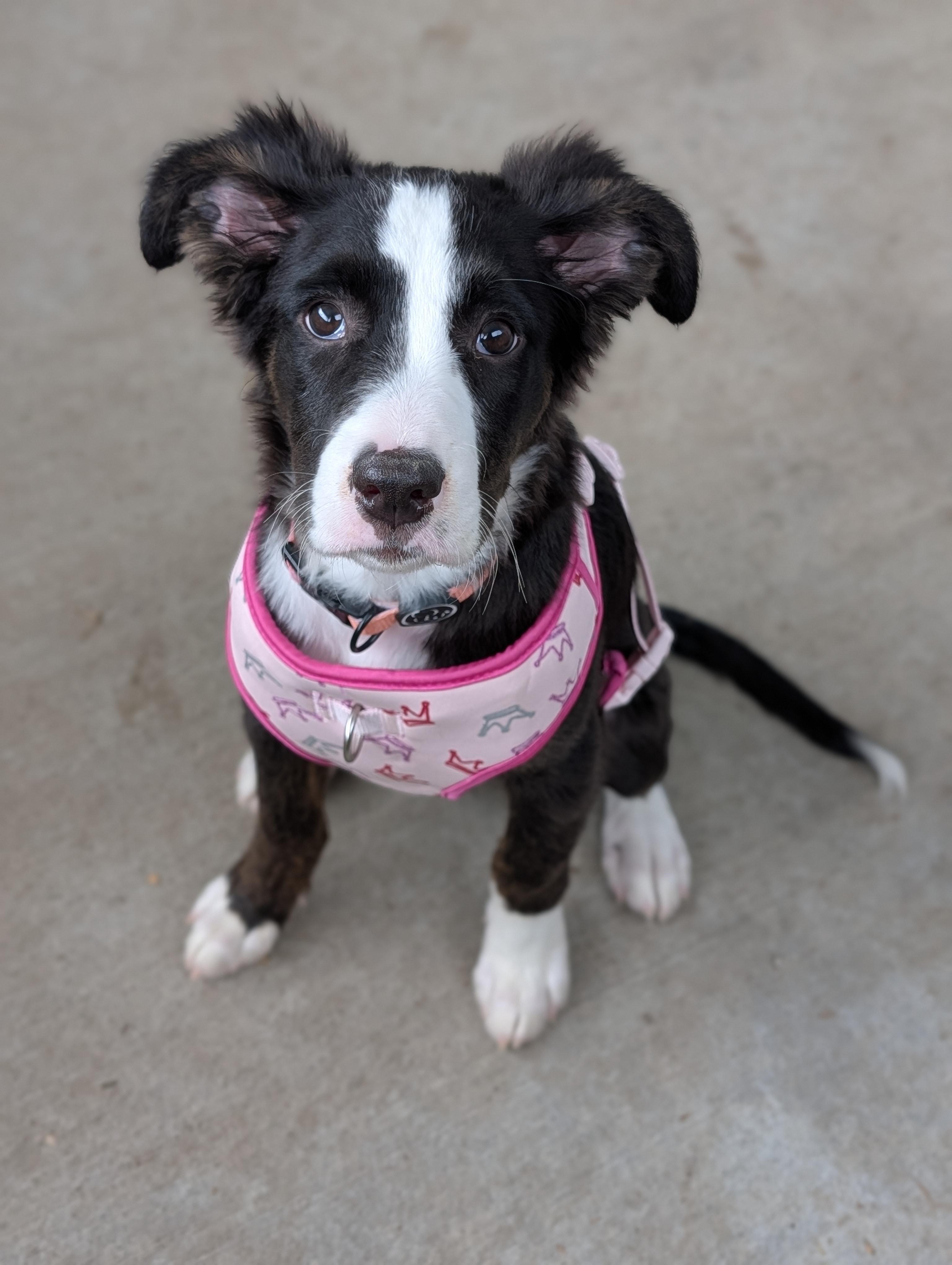 Enlarge Val, a Adoptable mixed breed in Baton Rouge, LA image 1/3