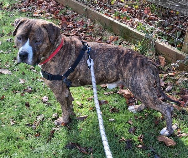 Kermit (mcas), Adoptable, Adult Male Pit Bull Terrier.