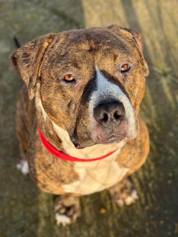 Kermit (mcas), a Adoptable mixed breed in Troutdale, OR image 2/6