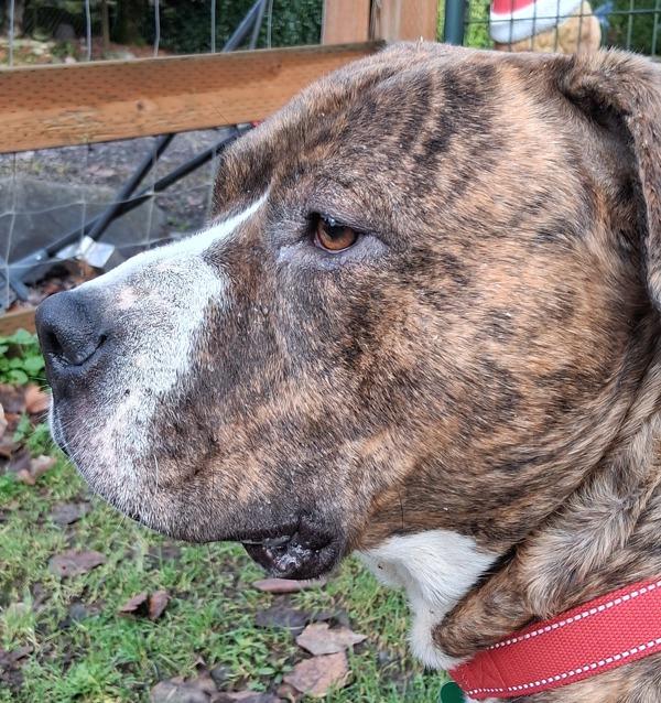 Kermit (mcas), a Adoptable mixed breed in Troutdale, OR image 3/6