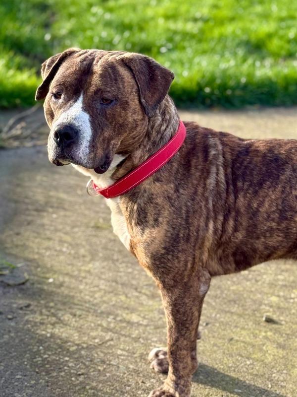 Kermit (mcas), a Adoptable mixed breed in Troutdale, OR image 4/6