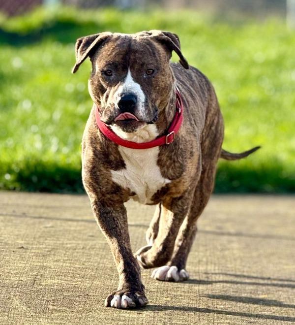 Kermit (mcas), a Adoptable mixed breed in Troutdale, OR image 5/6
