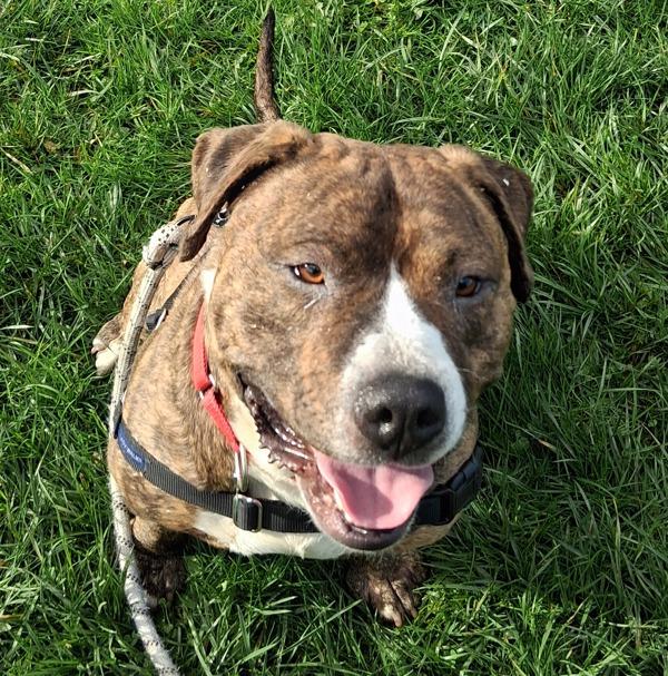 Kermit (mcas), a Adoptable mixed breed in Troutdale, OR image 6/6