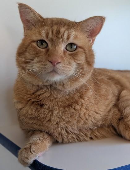 Enlarge Chester, a Adoptable mixed breed in Divide, CO image 1/2