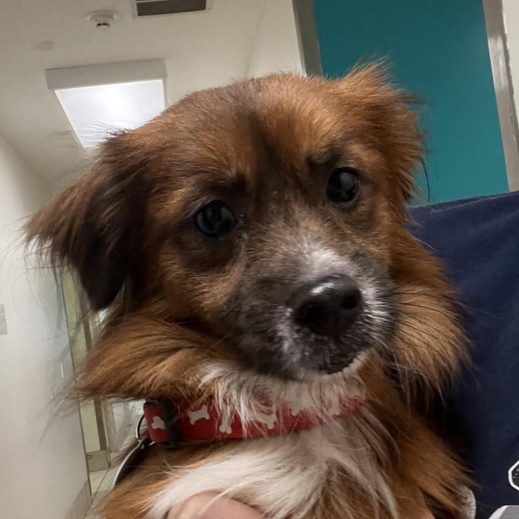 Ginger Snap, Adoptable, Adult Male Mixed Breed.