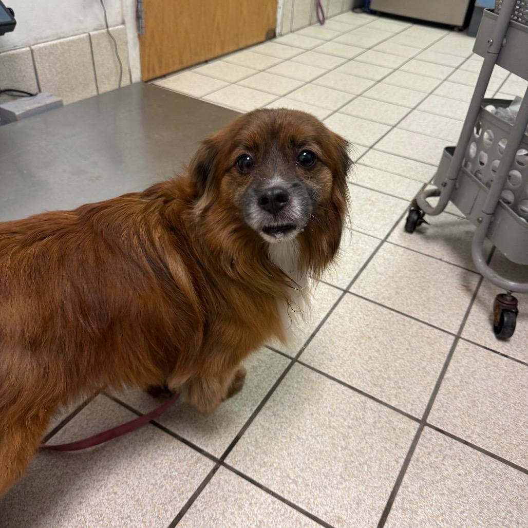 Enlarge Ginger Snap, a Adoptable Mixed Breed in Charleston, WV image 2/2