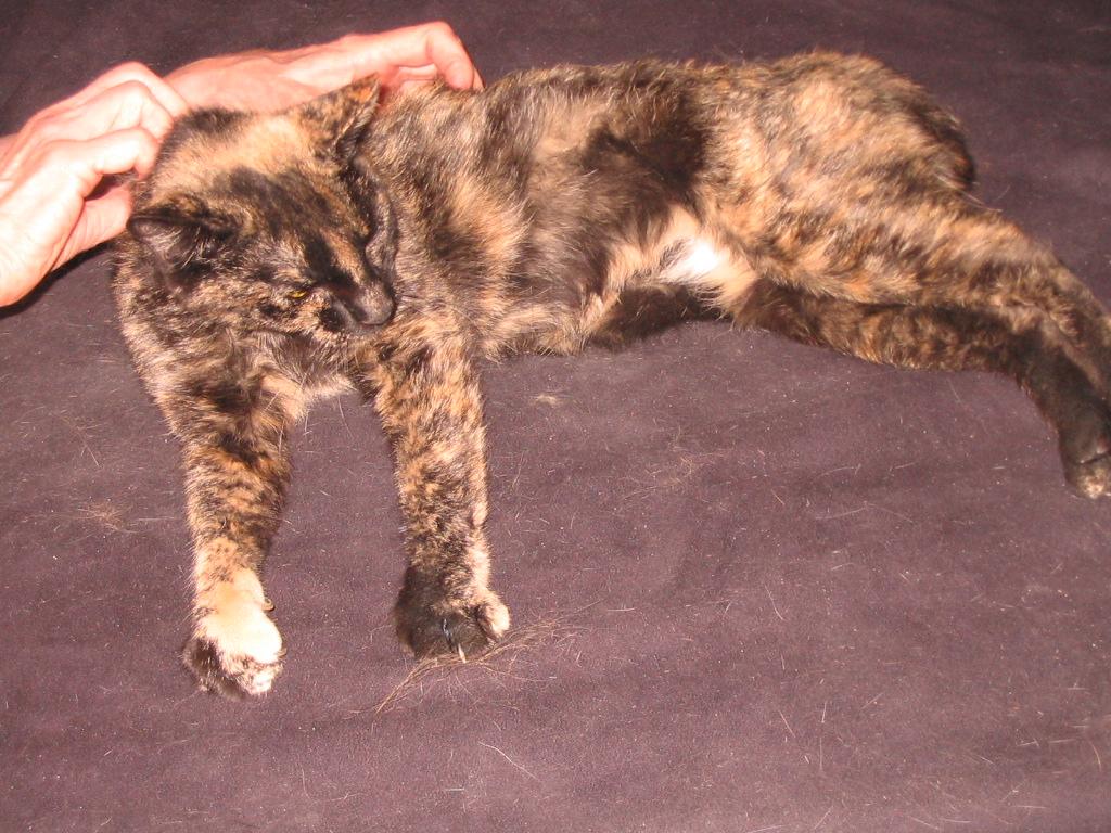 Pudding, Adopted, Adult Female Manx.