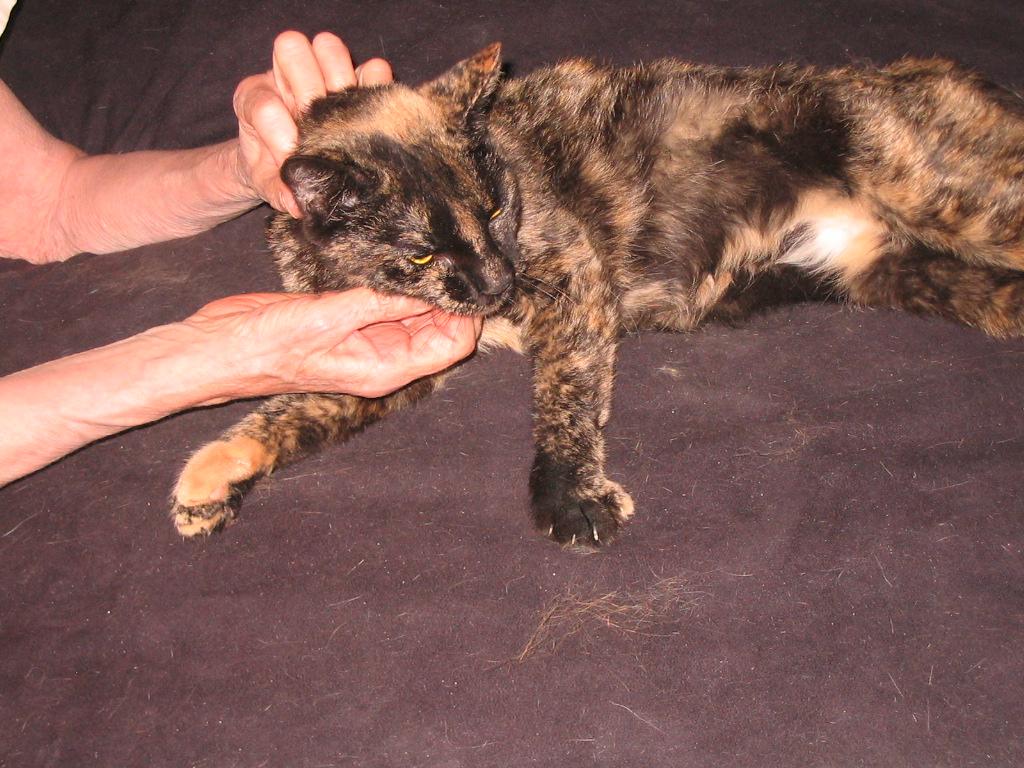 Pudding, a Adopted Manx in Brooklyn, NY image 2/4