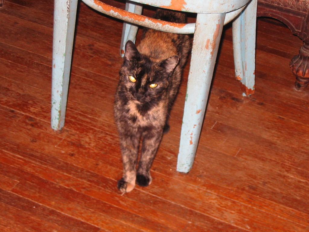 Pudding, a Adopted Manx in Brooklyn, NY image 3/4