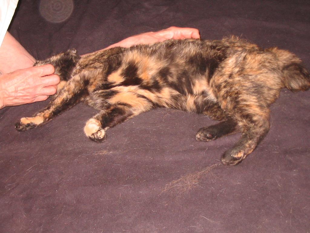 Pudding, a Adopted Manx in Brooklyn, NY image 4/4