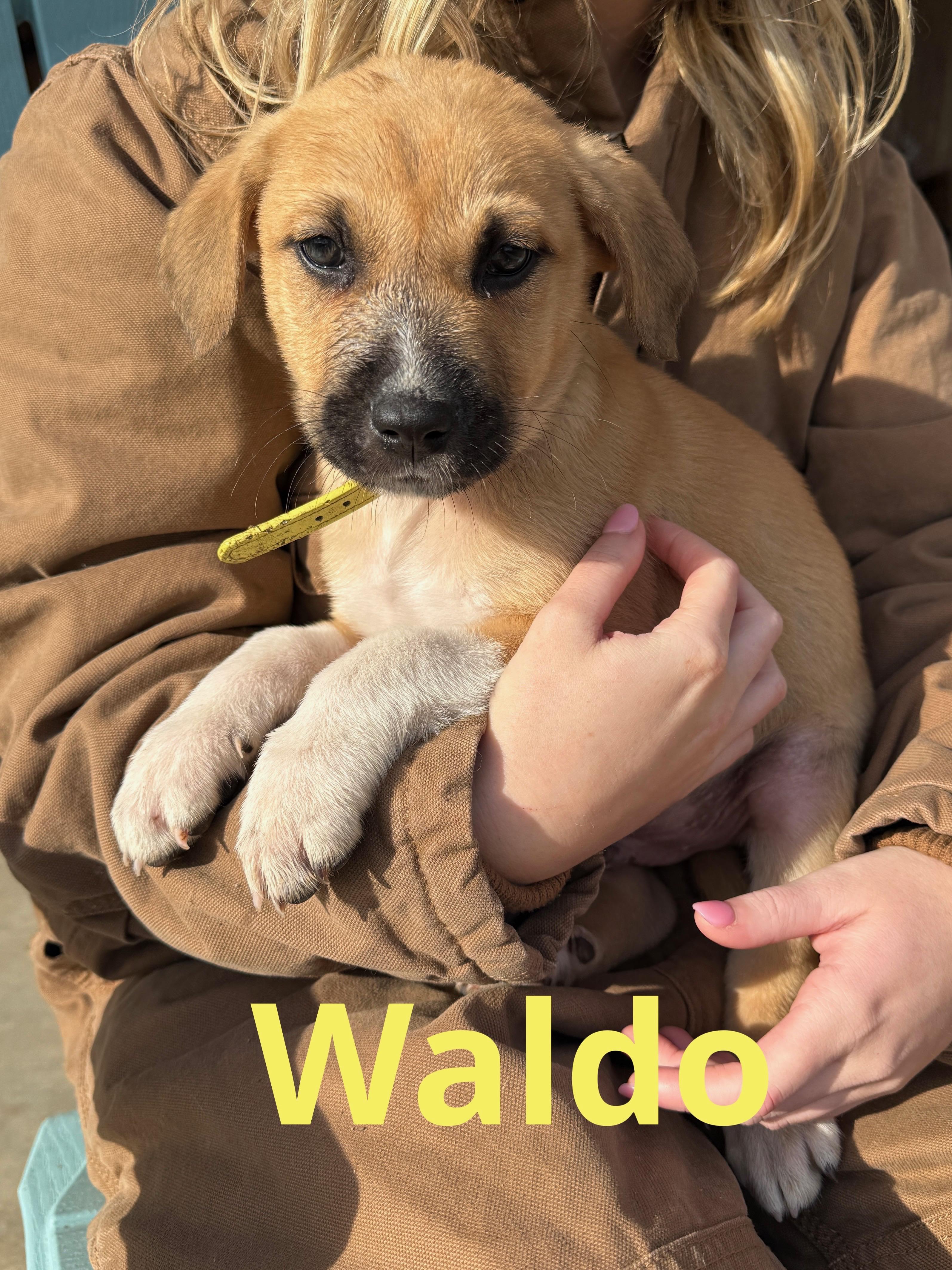 Waldo, adopted, Puppy Male Shepherd & Anatolian Shepherd.