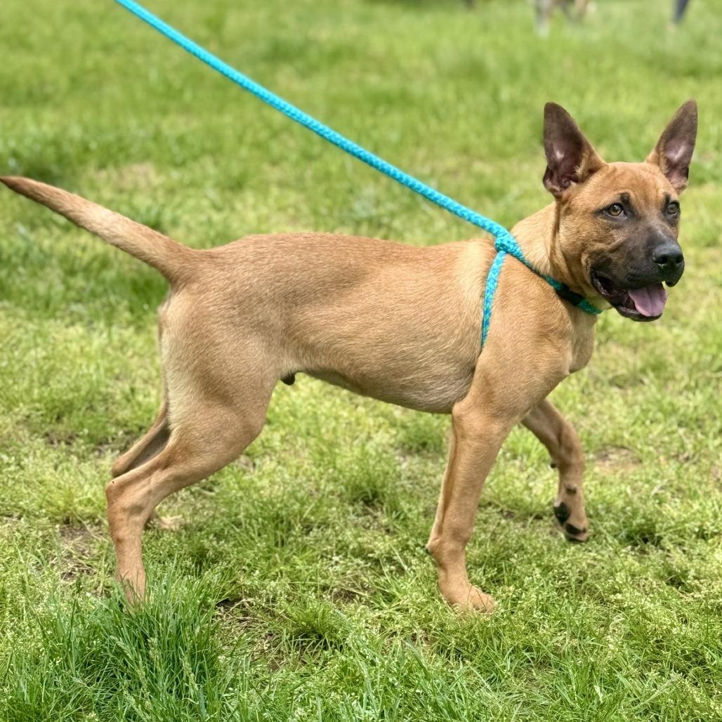 Reggie Chaos Chester (CONC-A-8087)