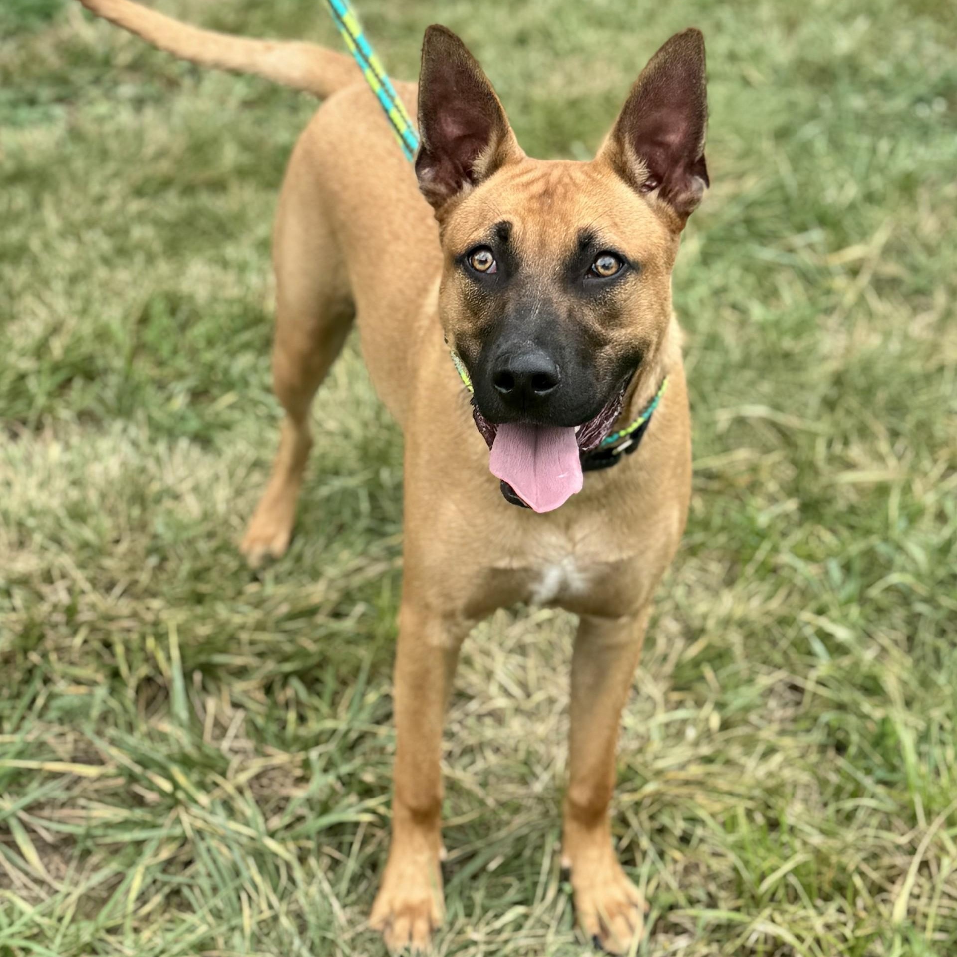 Reggie Chaos Chester (CONC-A-8087)