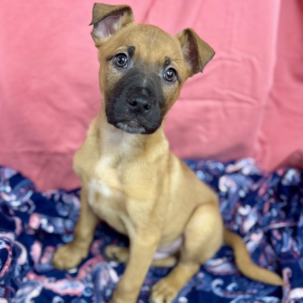 Reggie Chaos Chester (CONC-A-8087)