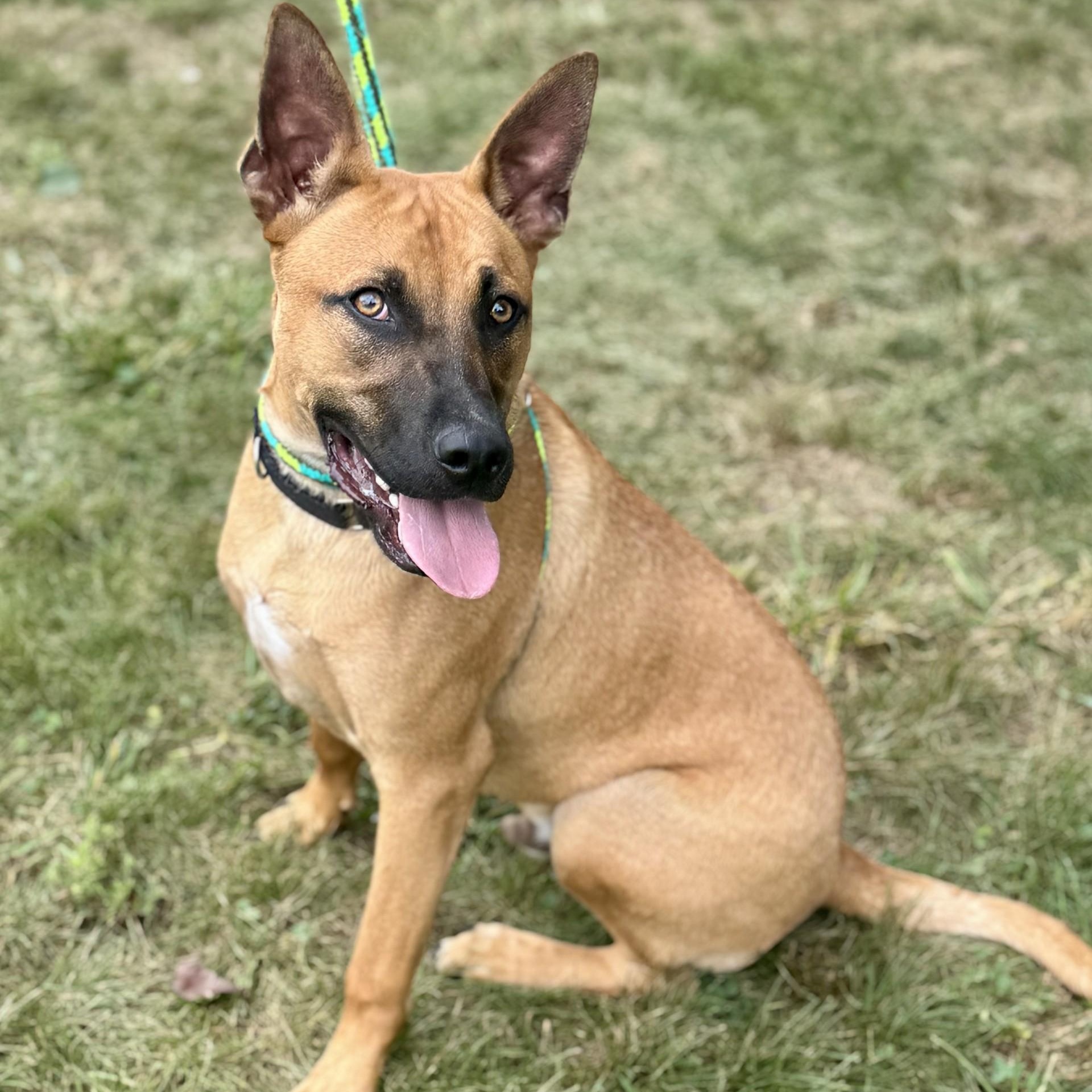 Reggie Chaos Chester (CONC-A-8087)