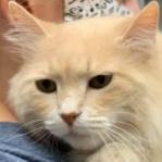Enlarge Daisy, a Adoptable Domestic Long Hair in Peoria, IL image 1/1