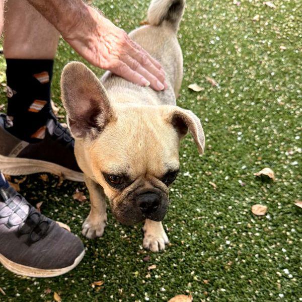 Enlarge Benjamin, an adopted mixed breed in Alvin, TX image 1/1