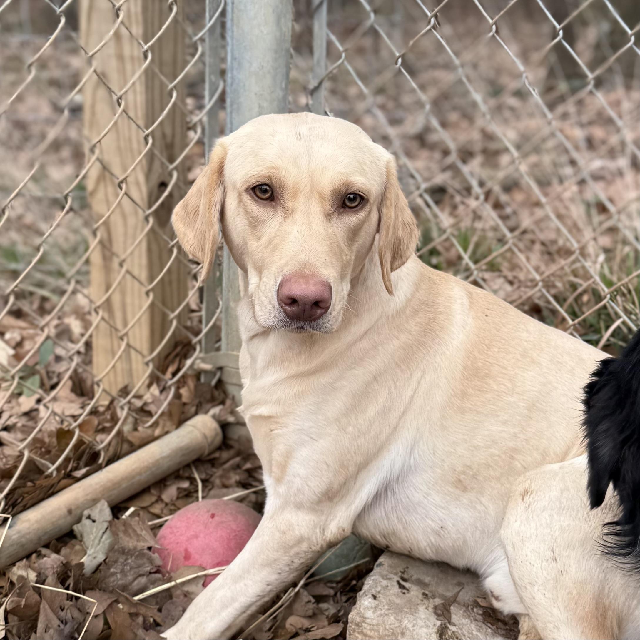 Steve Harvey — thumbnail 4