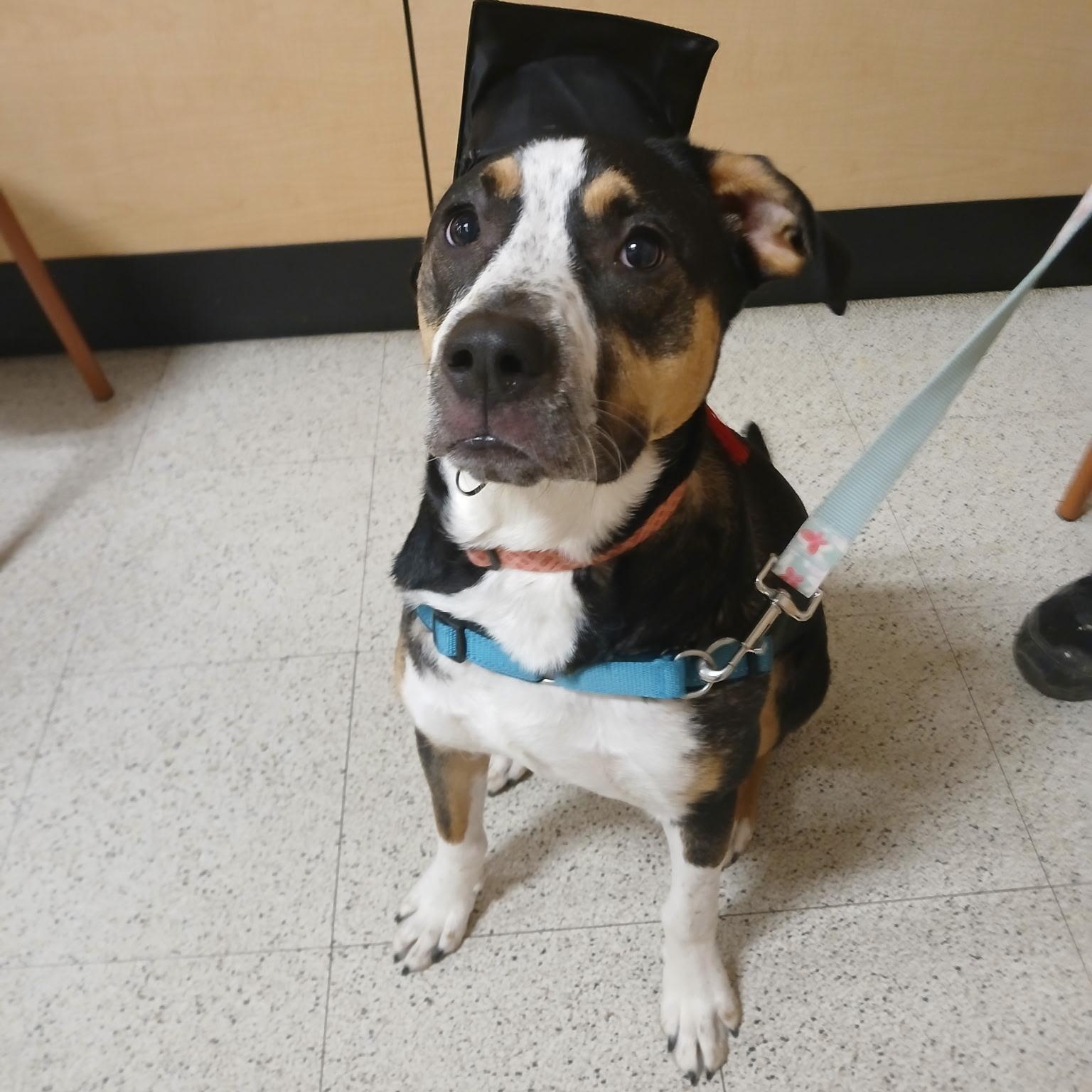 Enlarge Nova, a Adopted mixed breed in Grand Blanc, MI image 1/3