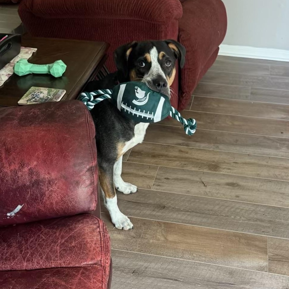 Enlarge Nova, a Adopted mixed breed in Grand Blanc, MI image 2/3