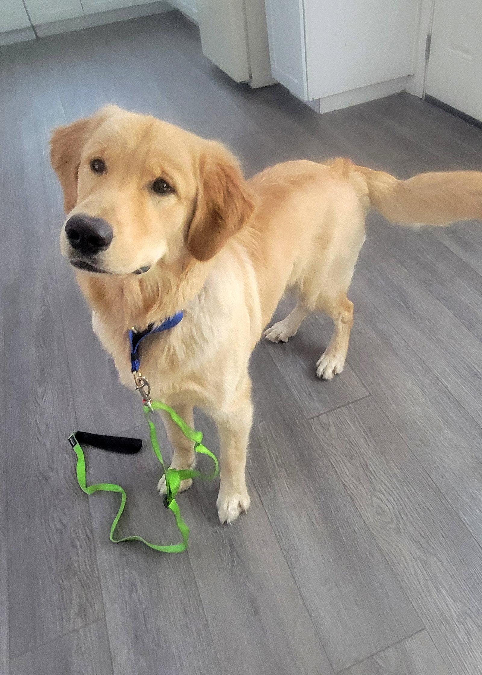 Samson, Adoptable, Puppy Male Golden Retriever.