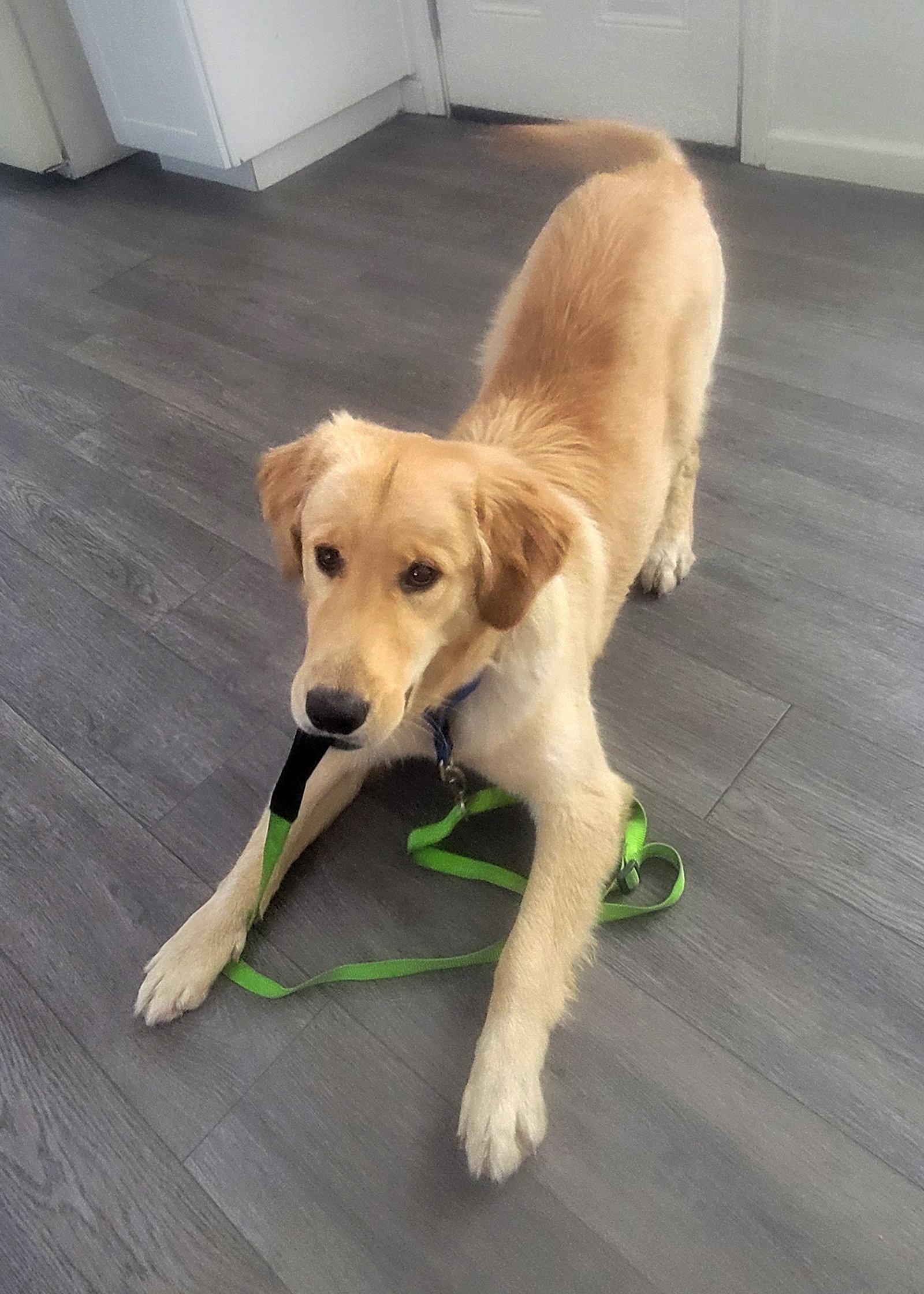Enlarge Samson, a Adoptable Golden Retriever in Glendale, AZ image 2/3