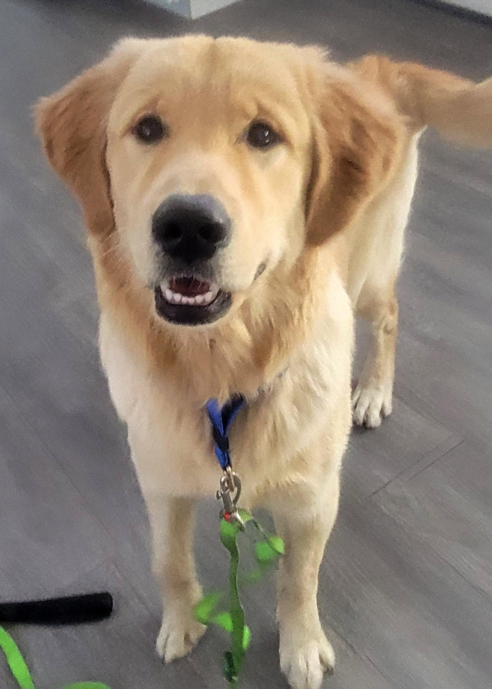 Enlarge Samson, a Adoptable Golden Retriever in Glendale, AZ image 3/3