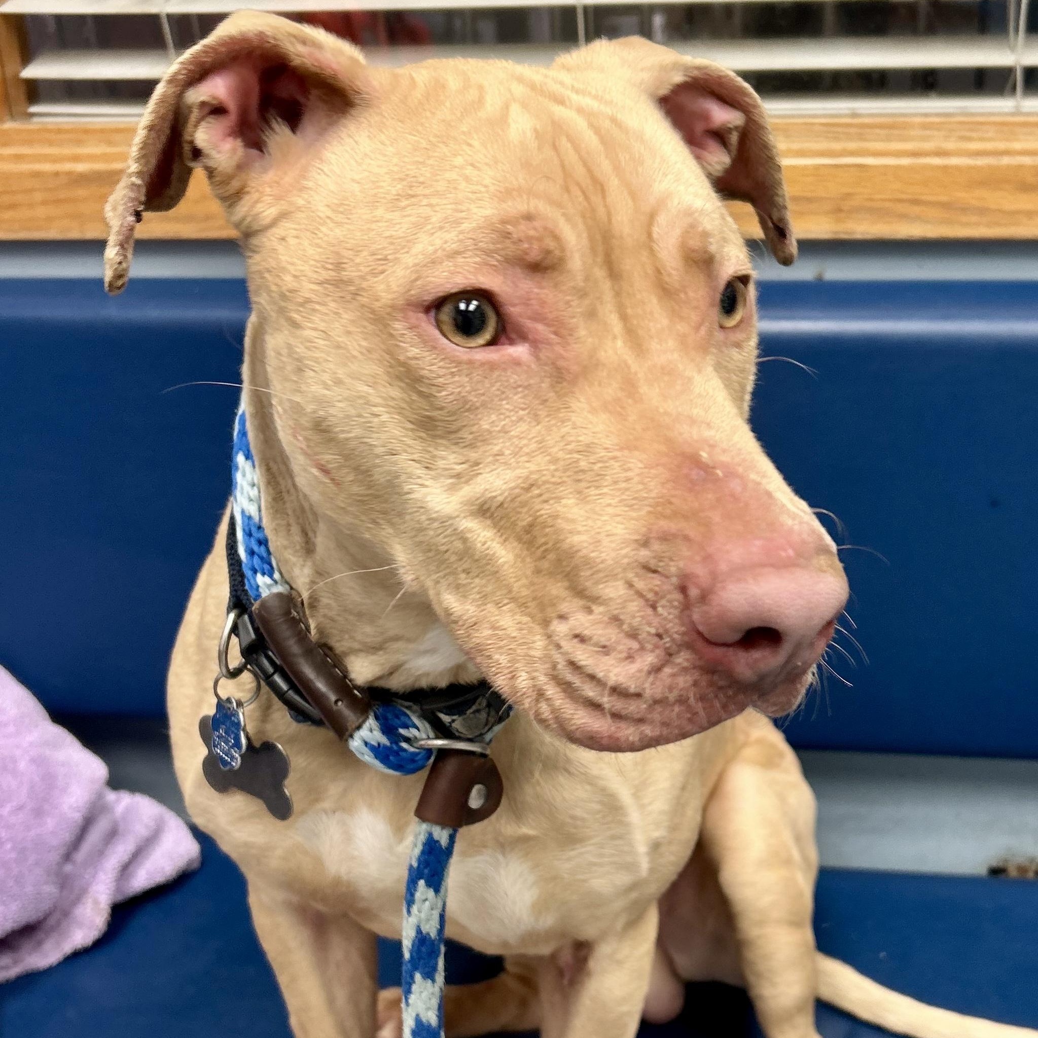 Valor — thumbnail 3