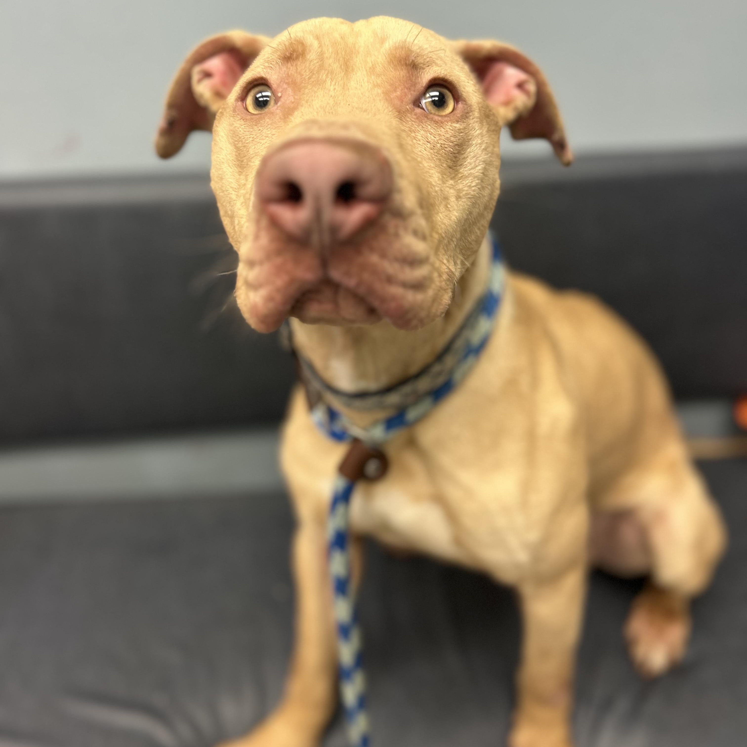 Valor — thumbnail 4