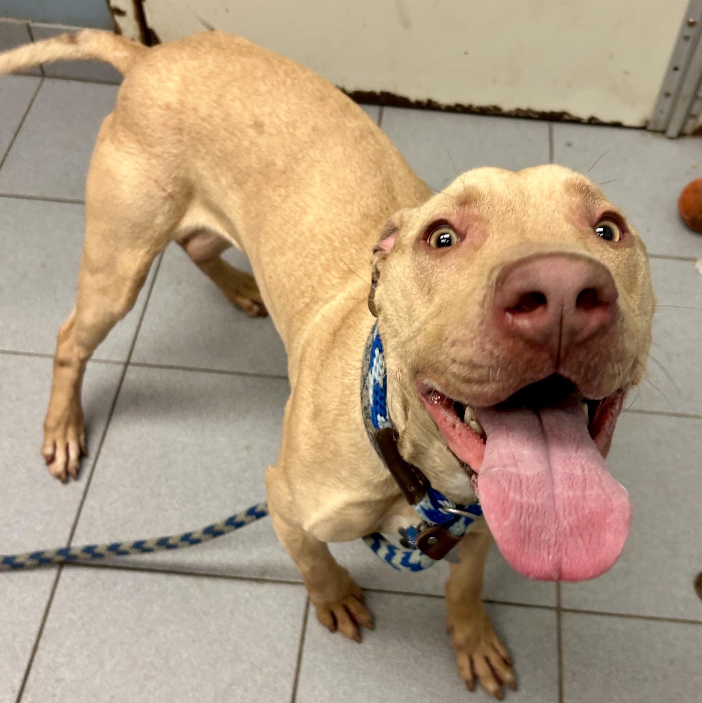 Valor — thumbnail 5