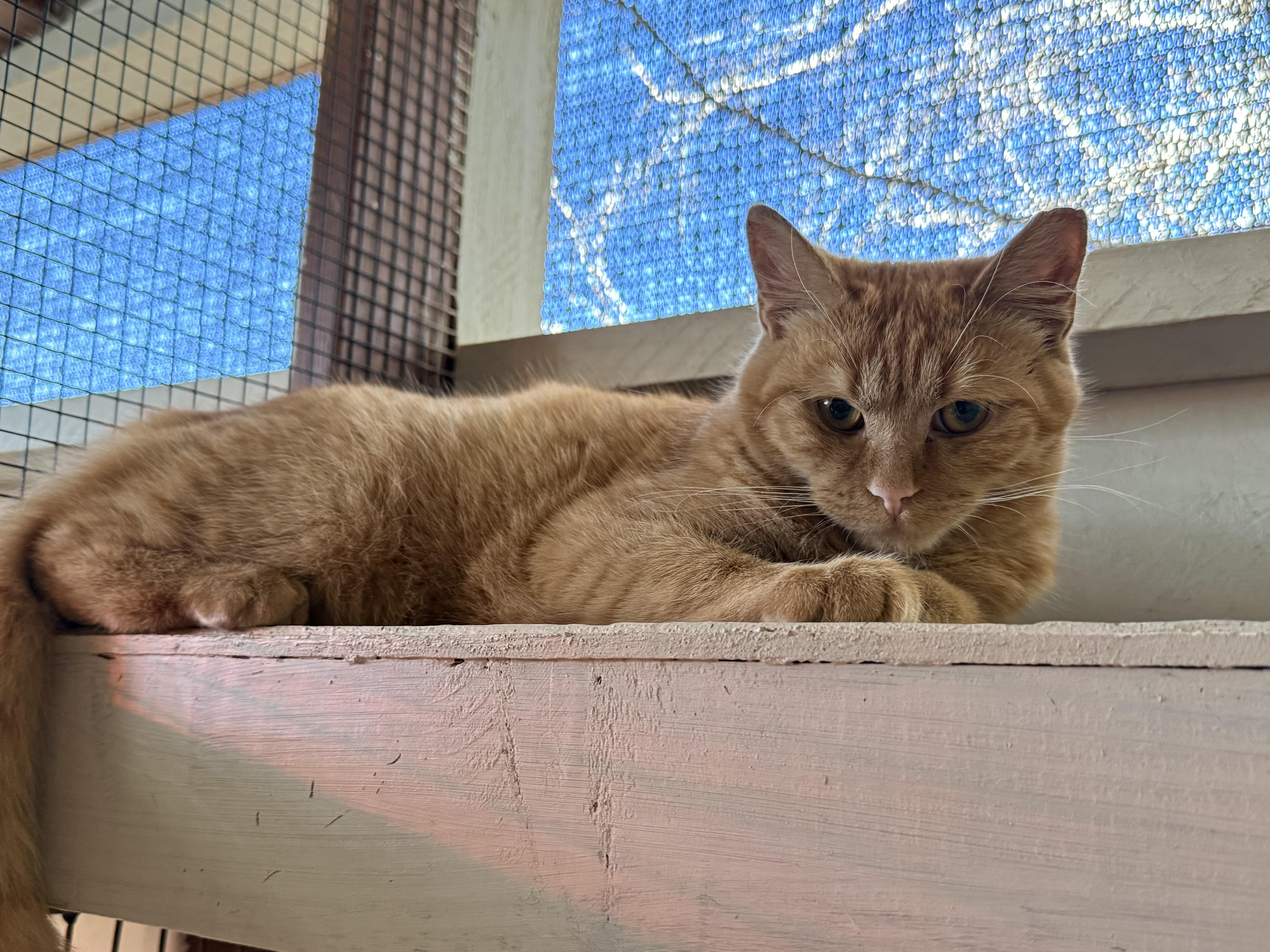 Enlarge Guy, a ADOPTABLE Domestic Short Hair in Marana, AZ image 1/1