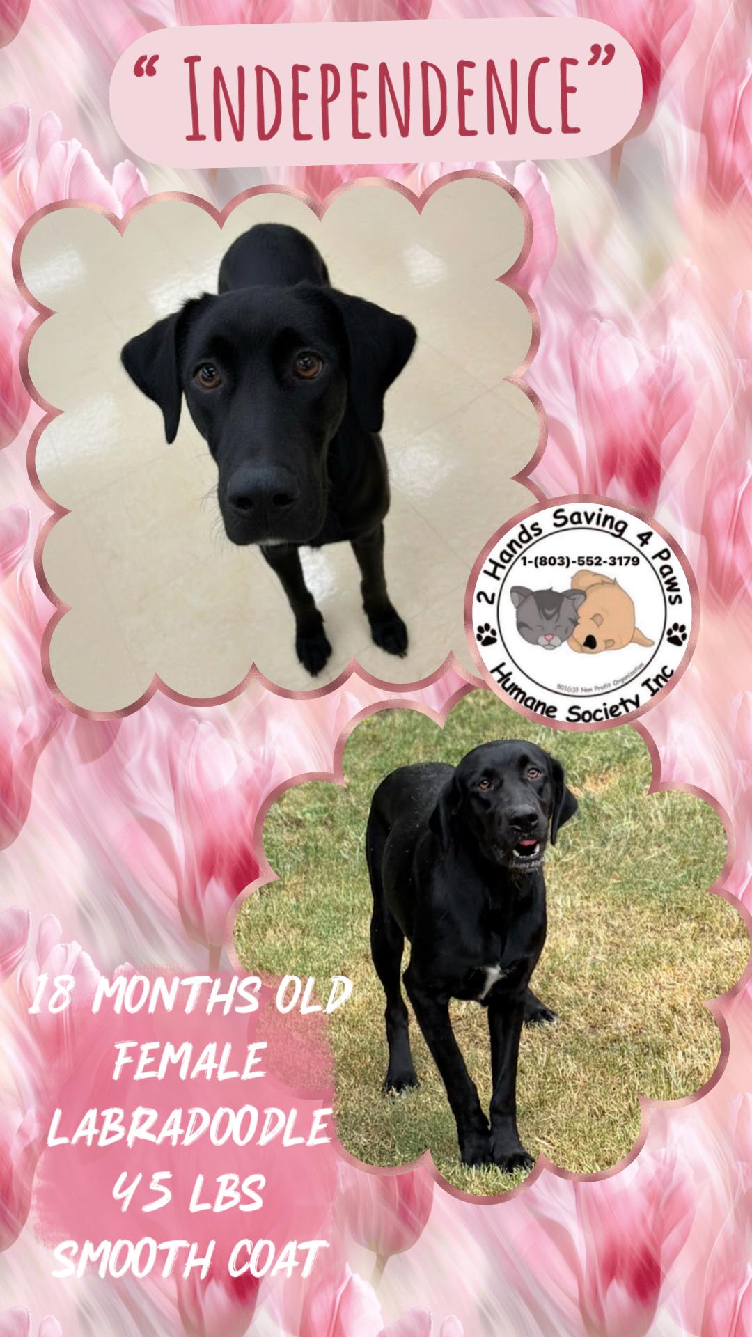 Independence, Adoptable, Young Female Labradoodle.