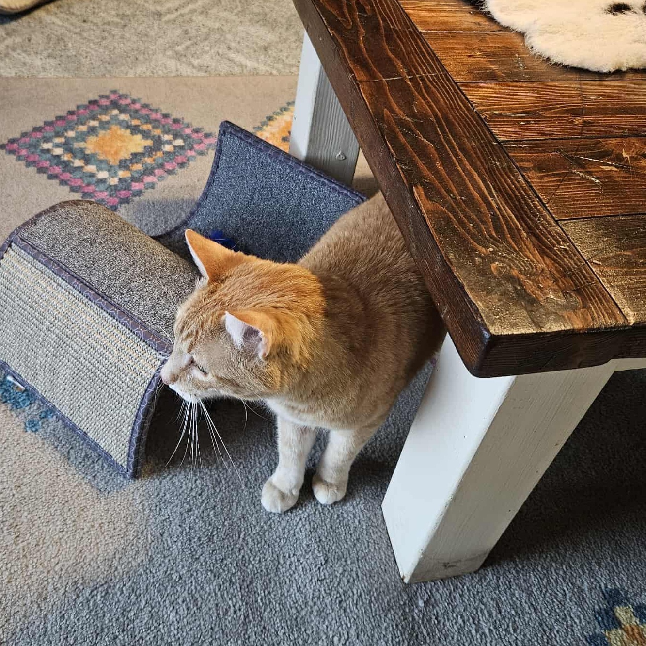 Enlarge Walnut, a Adoptable Domestic Short Hair in Woodville , WI image 3/4